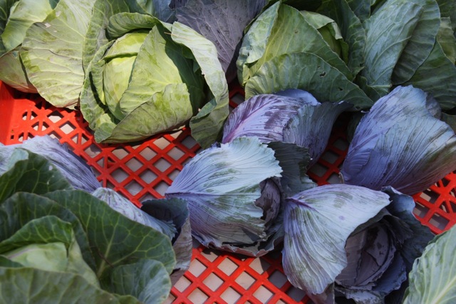 Cabbage at Farmers' Market