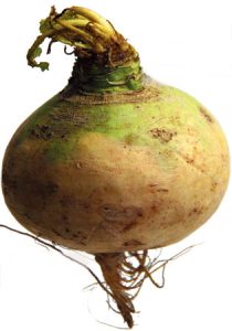 The Macomber Turnip: botanically a rutabaga (Brassica Naups), but called a turnip in Westport MA.