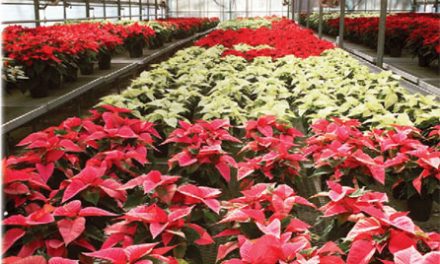 …about our local poinsettias?