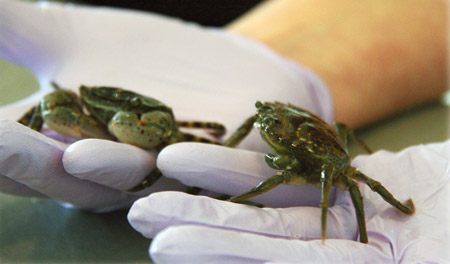 Invasive crab ID: Asian shore crab on left, green crab on right.