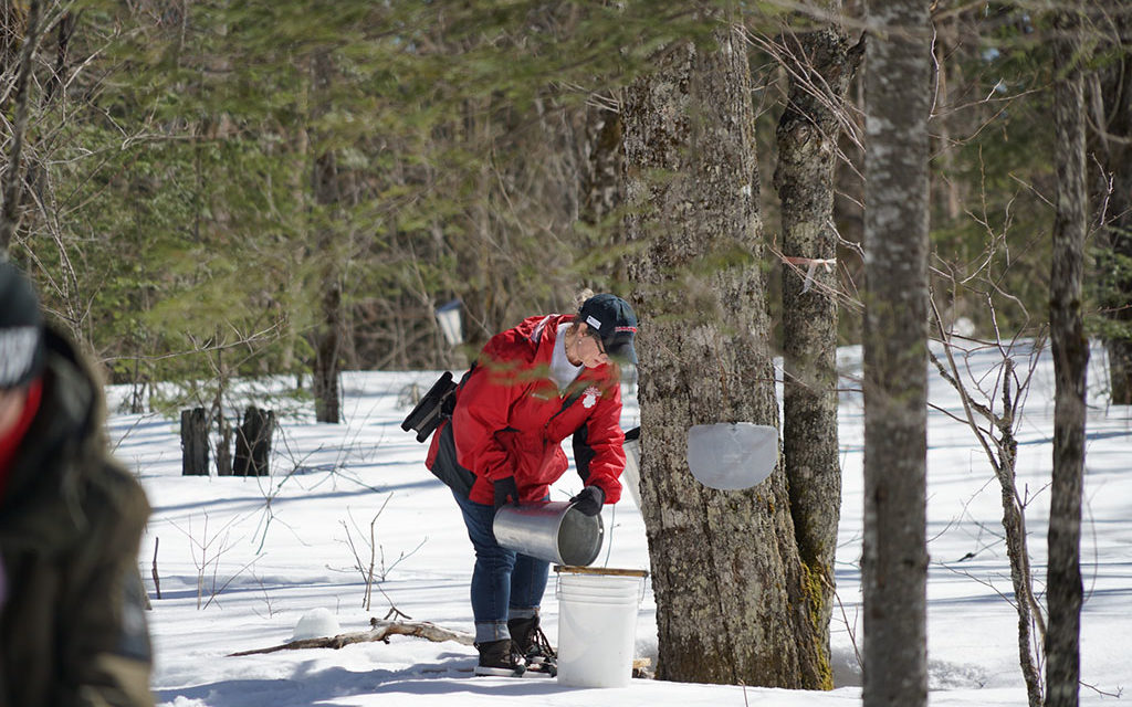 Harvesting Maple Syrup
