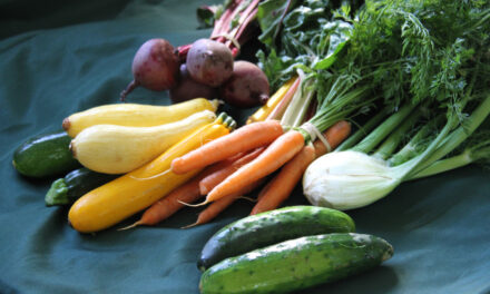 A Roundup of CSAs on the South Shore and South Coast of Massachusetts