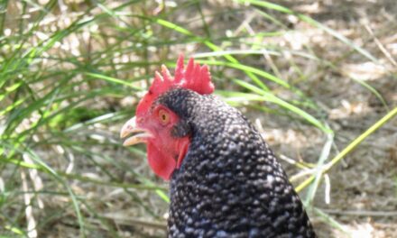 Thoughts on Raising Chickens