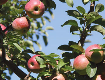 How Do You Like Them Apples? CN Smith Farm, East Bridgewater