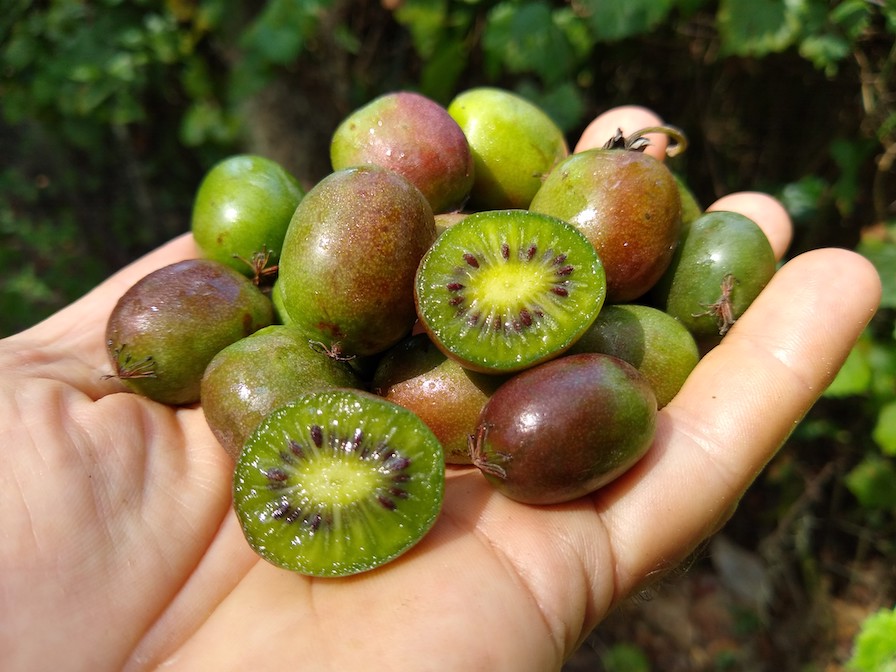 kiwi berries in hand