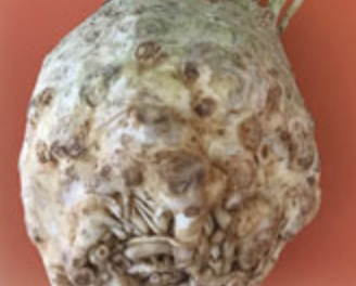 The Bulbous Root You Didn’t Know You Needed in Your Life  – Celeriac