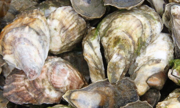 The Hands That Feed Us: Don Wilkinson & Co-op Cohorts. Ichabod Flats Oysters, Plymouth MA