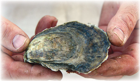 The World is our Oyster, or is it a Clam?