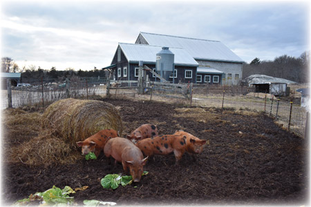 PARADOX ACRES – 100% grass-fed beef and pasture-raised pork in Dartmouth MA